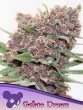 Gelato Dream seeds by Anesia Seeds
