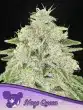 Haze Queen seeds by Anesia Seeds