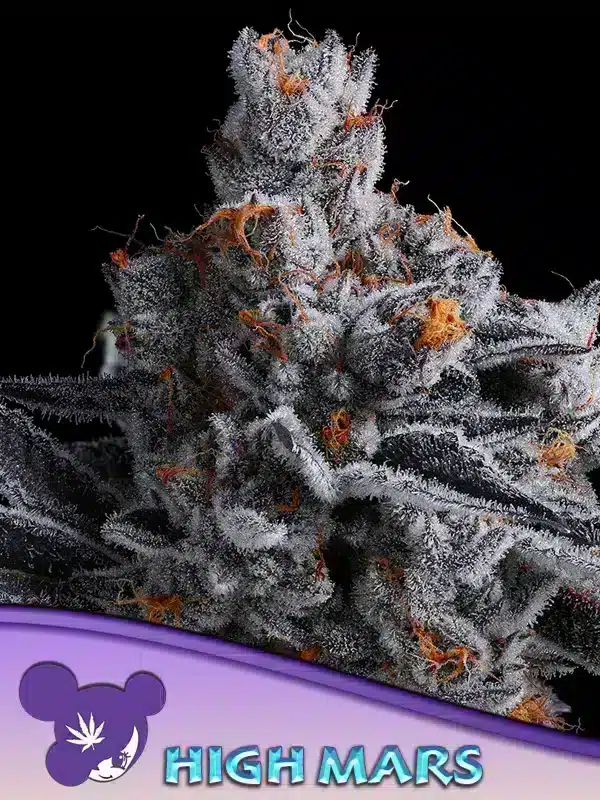 High MARS Seeds – Anesia Seeds High MARS seeds by Anesia Seeds