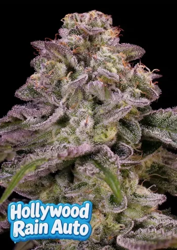 Hollywood Rain Auto autoflower seeds by Anesia Seeds with tropical fruit and citrus flavour
