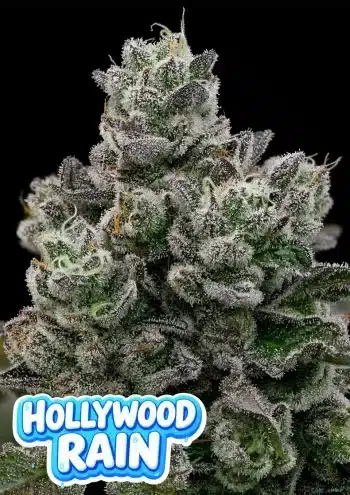 Hollywood Rain feminized cannabis seeds by Anesia Seeds with tropical fruit flavour