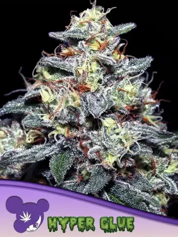 Hyper Glue seeds by Anesia Seeds