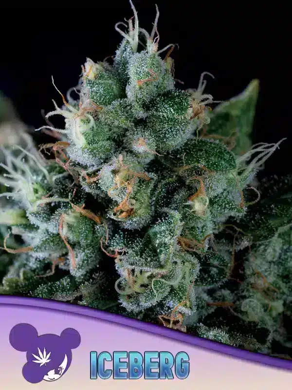 Iceberg Seeds – Anesia Seeds Iceberg seeds by Anesia Seeds