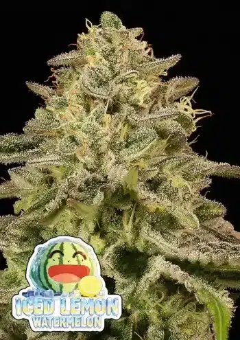 Iced Lemon Watermelon feminized cannabis seeds by Anesia Seeds with lemon citrus and watermelon flavour