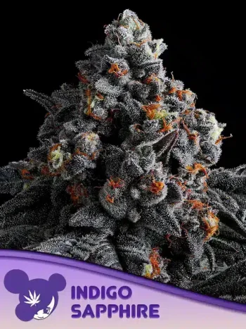 Indigo Sapphire seeds by Anesia Seeds