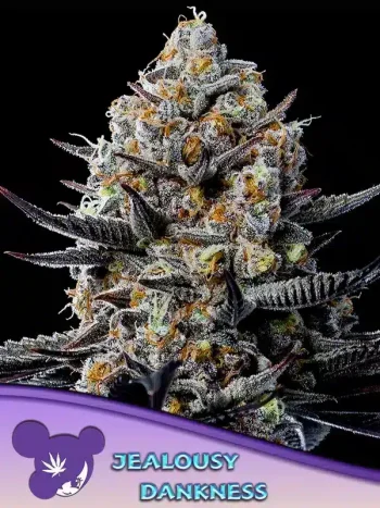 Jealousy Dankness seeds by Anesia Seeds