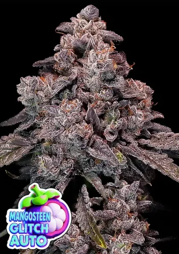 Mangosteen Glitch Auto autoflower cannabis seeds by Anesia Seeds with tropical berry and mangosteen flavour
