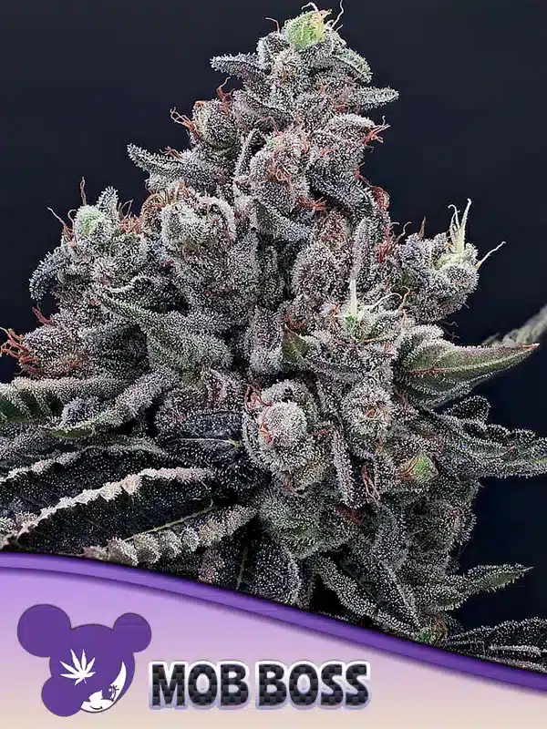 Mob Boss Seeds – Anesia Seeds Mob Boss seeds by Anesia Seeds