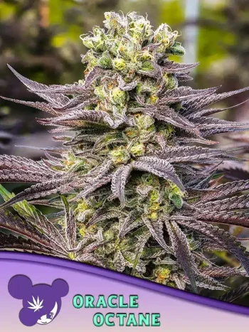 Oracle Octane seeds by Anesia Seeds