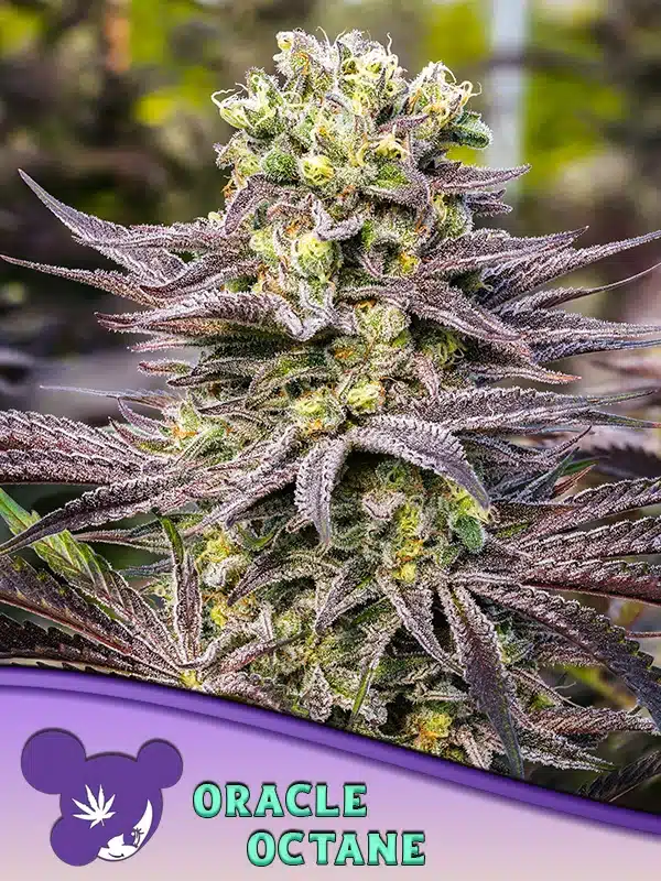Oracle Octane Seeds – Anesia Seeds Oracle Octane seeds by Anesia Seeds