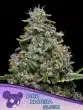Pink Matcha Slush seeds by Anesia Seeds