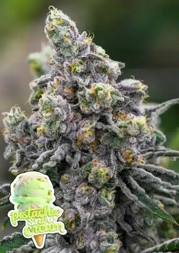 Pistachio Snow Cream feminized cannabis seeds by Anesia Seeds with creamy pistachio dessert flavour