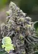 Pistachio Snow Cream feminized cannabis seeds by Anesia Seeds with creamy pistachio dessert flavour