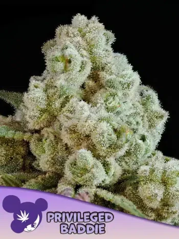 Privileged Baddie seeds by Anesia Seeds