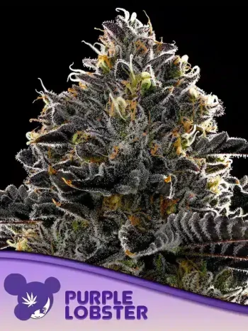 Purple Lobster Seeds by Anesia Seeds