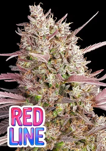Redline feminized cannabis seeds by Anesia Seeds with sweet fruity dessert flavour