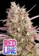 Redline feminized cannabis seeds by Anesia Seeds with sweet fruity dessert flavour