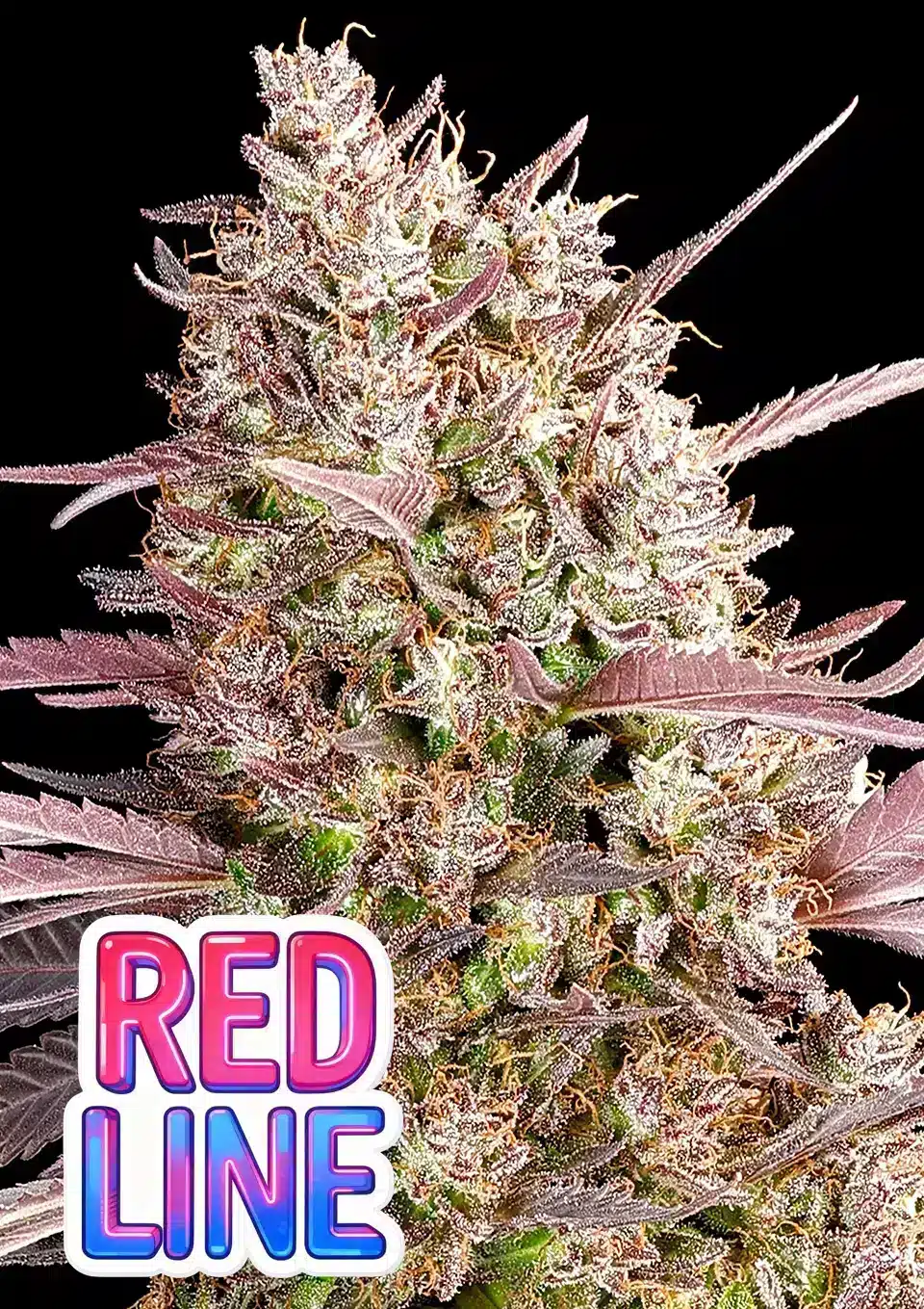 Redline Feminized Seeds – Anesia Seeds Redline feminized cannabis seeds by Anesia Seeds with sweet fruity dessert flavour
