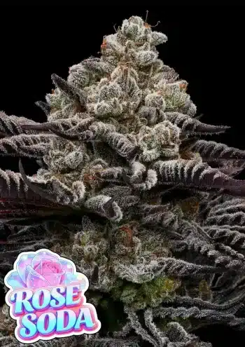 Rose Soda feminized cannabis seeds by Anesia Seeds with sweet berry and floral rose flavour
