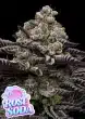 Rose Soda feminized cannabis seeds by Anesia Seeds with sweet berry and floral rose flavour