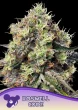 Roswell Code seeds by Anesia Seeds