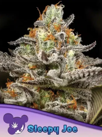 Sleepy Joe seeds by Anesia Seeds