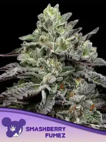 Smashberry Fumez seeds by Anesia Seeds