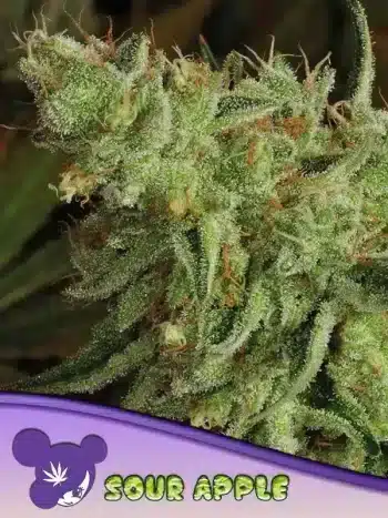 Sour Apple seeds by Anesia Seeds