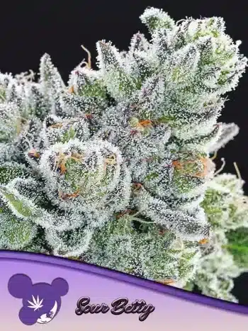Sour Betty seeds by Anesia Seeds