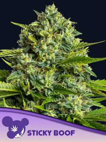Sticky Boof Seeds by Anesia Seeds