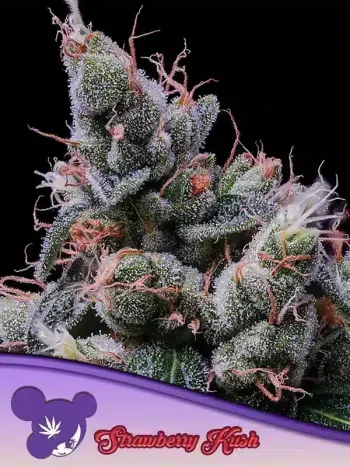 Strawberry Kush seeds by Anesia Seeds