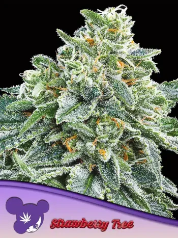 Strawberry Tree seeds by Anesia Seeds