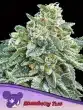 Strawberry Tree seeds by Anesia Seeds