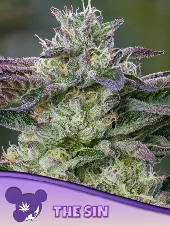 The Sin Seeds – Anesia Seeds