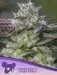 The Sin Seeds – Anesia Seeds