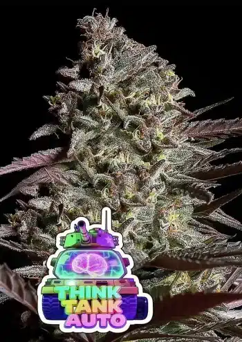 Think Tank® Auto feminized cannabis seeds by Anesia Seeds – high THC autoflower hybrid
