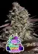 Think Tank® Auto – Anesia Seeds