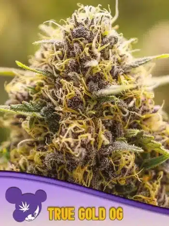 True Gold OG seeds by Anesia Seeds
