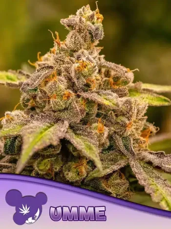 UMME seeds by Anesia Seeds
