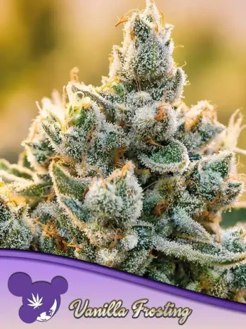 Vanilla Frosting seeds by Anesia Seeds