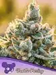 Vanilla Frosting Seeds – Anesia Seeds