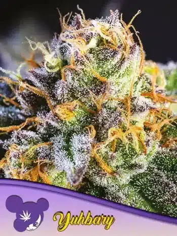 Yuhbary seeds by Anesia Seeds