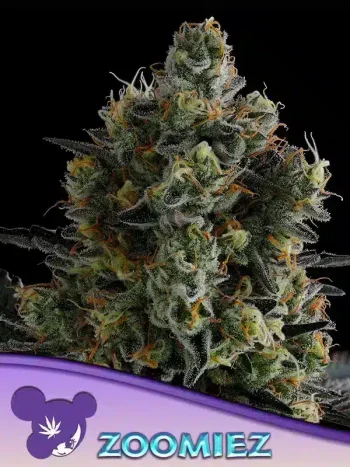 Zoomiez seeds by Anesia Seeds