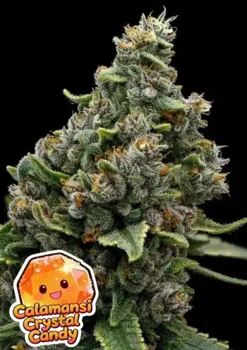 Calamansi Crystal Candy® Feminized – Anesia Seeds