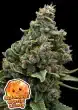 Calamansi Crystal Candy® Feminized – Anesia Seeds