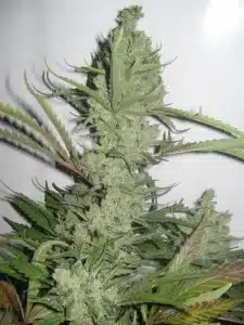 Cheese strain buds close up showing dense trichomes and orange hairs from UK Exodus Cheese genetics