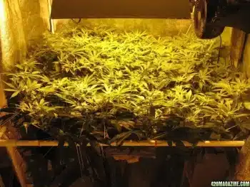 Cheese strain grow setup indoor showing SCROG canopy and dense flowering cannabis plants