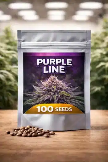 Purple Line – 100 Bulk Feminized Cannabis Seeds
