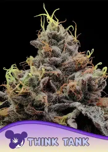 Think Tank® Feminized – Anesia Seeds