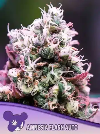 Amnesia Flash Auto seeds by Anesia Seeds